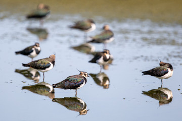 Eine Gruppe Kiebitze im Flachwasser bei der Gefiederpflege