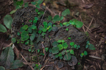 green plant in soil