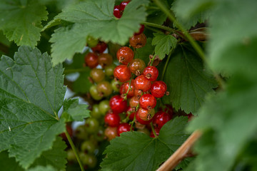 Red Currants
