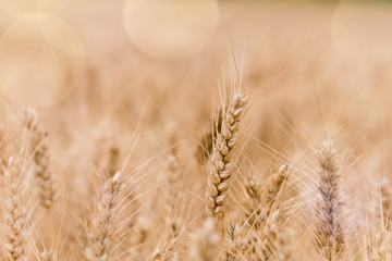 cereals under the soft light of the sunset