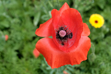 Red poppy flowers bloom in the garden. The concept of drugs from the poppy. Forbidden flower.