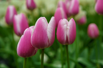 Fototapeta premium Beautiful exotic tulip flowers cultivated in Netherlands garden
