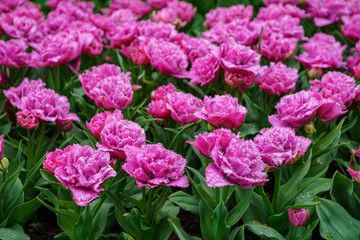 Obraz premium Beautiful exotic tulip flowers cultivated in Netherlands garden