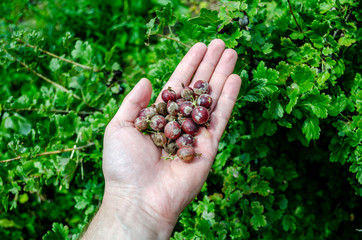 Naklejka na ściany i meble Gooseberries in hand. Harvesting gooseberries.
