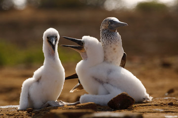 Blue-footed Booby chick showing aggression towards its sibling