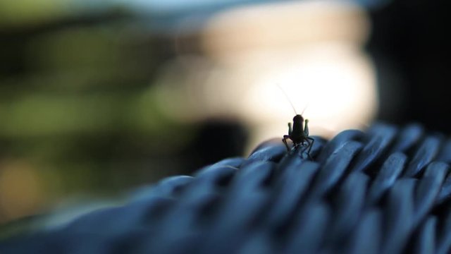  Grasshoper outdoors on furniture silhouetted