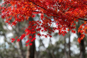 Red japanese maple tree with blurred background.