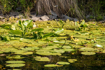 Obraz na płótnie Canvas Image of Karl Heine canal with water lilies, birds and insects in Leipzig between city and Lindenau harbor.