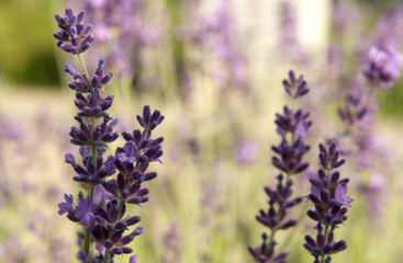 lavender plants beginning to bloom in early summer