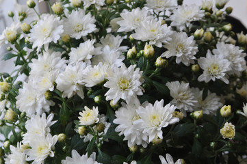 Background of flowers. White chrysanthemums.