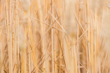 cereals under the soft light of the sunset