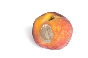 Isolated old wrinkled moldy peach. Spoiled fruit