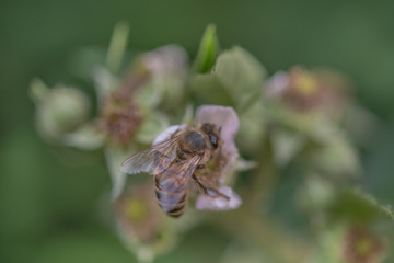 bee on flower
