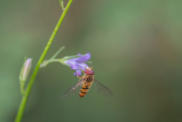 butterfly on flower