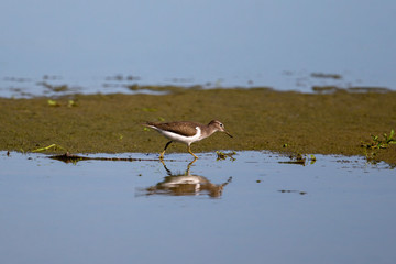 Ein Flussuferläufer schreitet zur Nahrungssuche durch Flachwasserbereiche