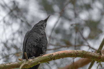 blackbird on a branch