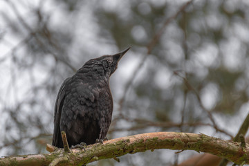 blackbird on a branch