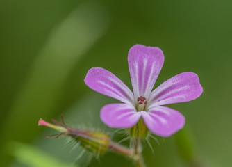 Fototapeta premium Pink flower on green background