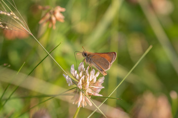 butterfly on flower