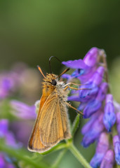 butterfly on a flower