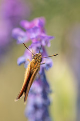 Beautiful blue butterfly in sunset. Butterfly on a flower