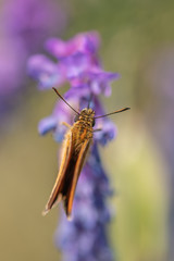 butterfly on a flower