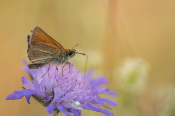 Beautiful blue butterfly in sunset. Butterfly on a flower
