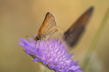 Beautiful blue butterfly in sunset. Butterfly on a flower