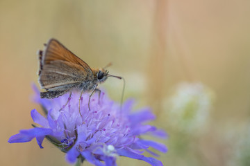 butterfly on flower