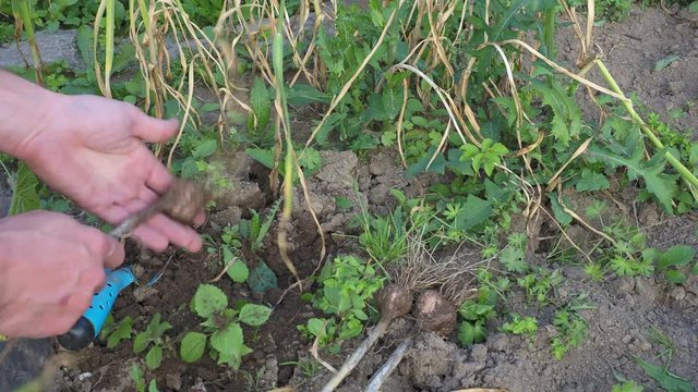 Harvesting garlic in the garden. Gardener harvesting ripe garlic in the vegetable garden