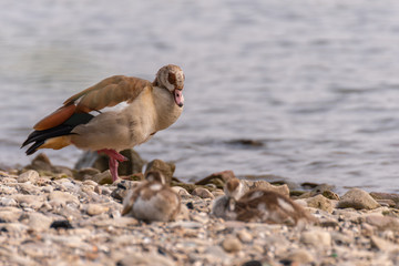 wild duck on the beach