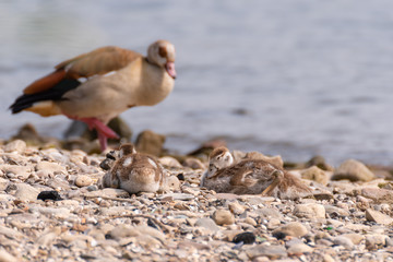 wild duck on the beach