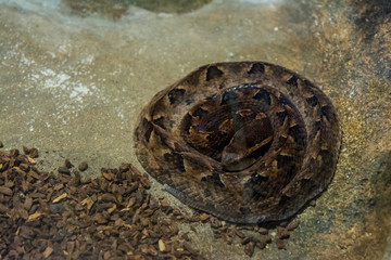 Malayan pit viper snake in the jungle