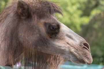 Portrait of a camel. Portrait of camel in the zoo