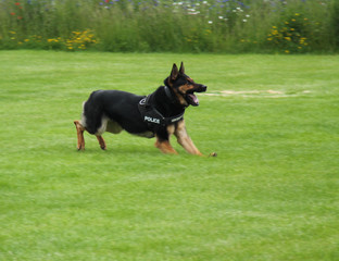 An Alsatian Police Dog in a Training Harness.