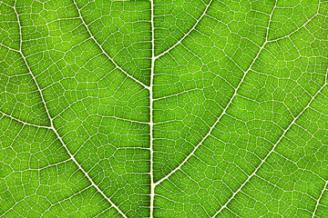 Close up the green leaf texture as green nature abstract background