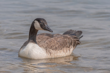 Close-up portrait of a mallard duck. Wild duck and ducklings