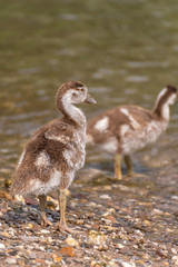 Wild duck and ducklings
