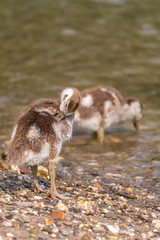 Close-up portrait of a mallard duck. Wild duck and ducklings