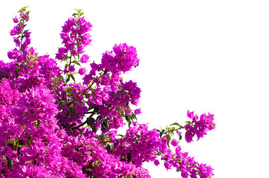 Blooming  Bougainvillea of magenta color  isolated on white background.