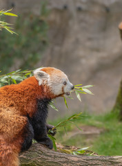 red panda eating bamboo