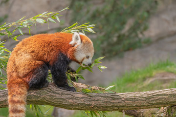 red panda in a tree