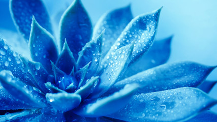 Close up succulent flower head with water rain drop , a blue nature plant tone