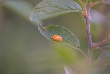 red bug on a leaf