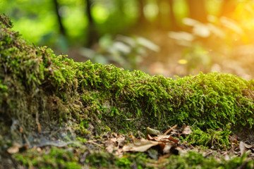 Tree root covered with moss