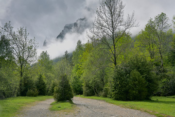 EL BOSQUE CON NIEBLA DE PRIMAVERA