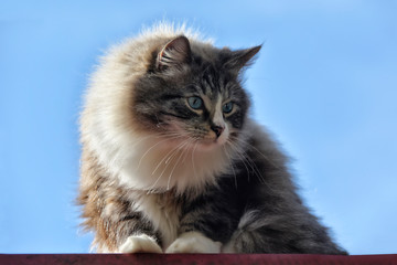 Norwegische Waldkatze