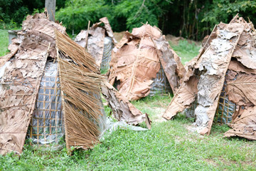 Fototapeta premium straw mushroom growing in farm