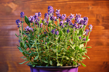 Fresh lavender flowers in aromatic decoration at home