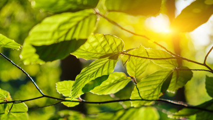 Green leaves of beech tree with rays of morning sun - obrazy, fototapety, plakaty